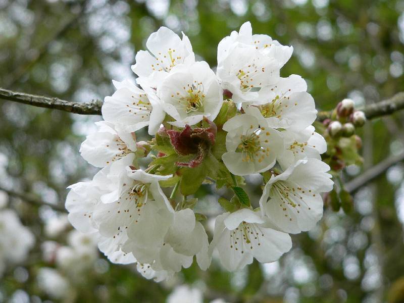 Unser Orchideenpark Bild Nr.116